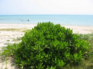 沖縄の植物